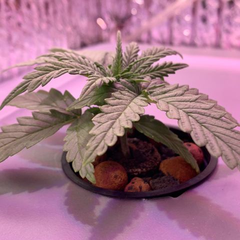 Bubblelicious growlog photo: Slight yellowing on tips. Dialed nutrients down.