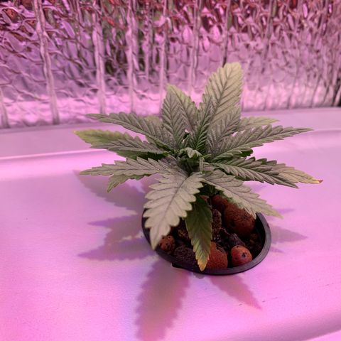 Bubblelicious growlog photo: Slight yellowing on tips. Dialed nutrients down.