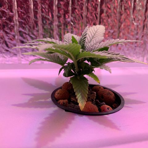 Bubblelicious growlog photo: Slight yellowing on tips. Dialed nutrients down.