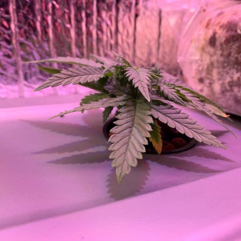 Bubblelicious growlog photo: Added co2 bag