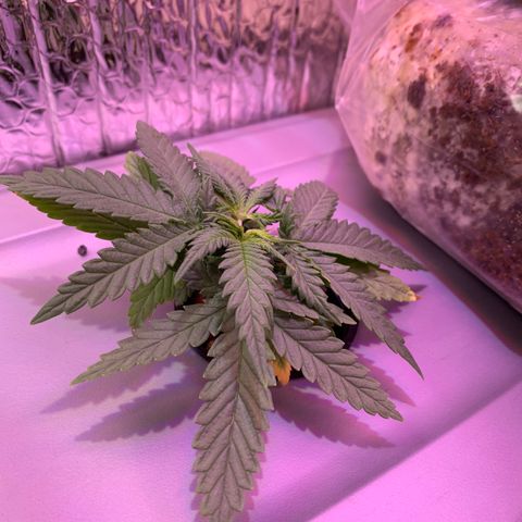Bubblelicious growlog photo: Added co2 bag