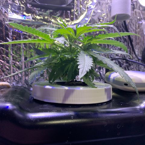 Bubblelicious growlog photo: Changed tank