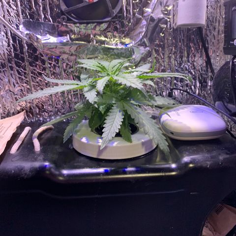 Bubblelicious growlog photo: Changed tank