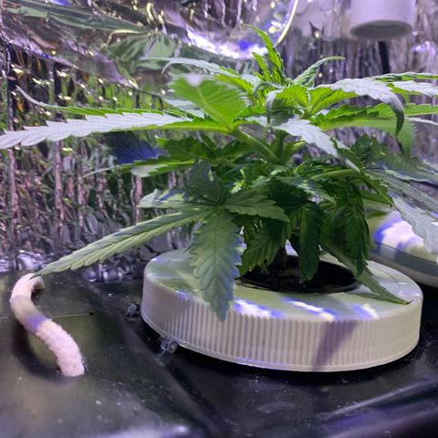 Bubblelicious growlog photo: Changed tank