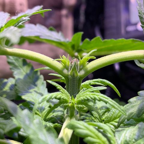 Bubblelicious growlog photo: Topped plant :(