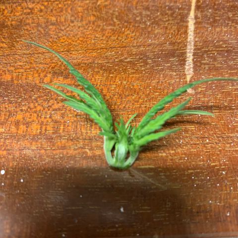 Bubblelicious growlog photo: Topped plant :(