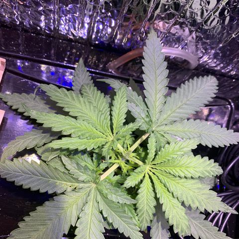 Bubblelicious growlog photo: Topped plant :(