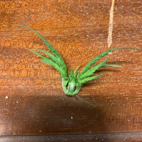 Bubblelicious growlog photo: Topped plant :(