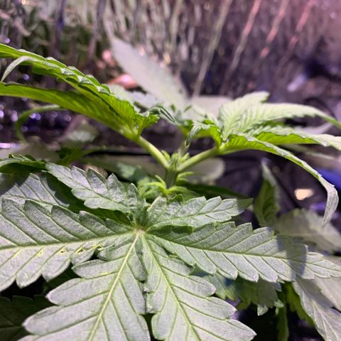 Bubblelicious growlog photo: Topped plant :(