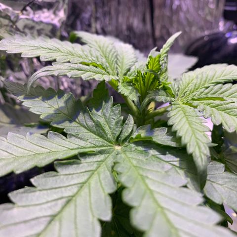 Bubblelicious growlog photo: Topped plant :(