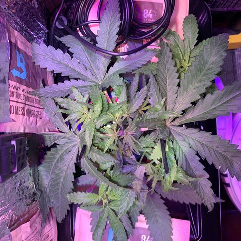 Bubblelicious growlog photo: 1 day after LST. Looking like 9 growth tips after topping. Trying to decide where to prune.