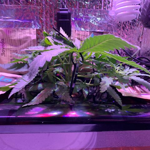 Bubblelicious growlog photo: 1 day after LST. Looking like 9 growth tips after topping. Trying to decide where to prune.