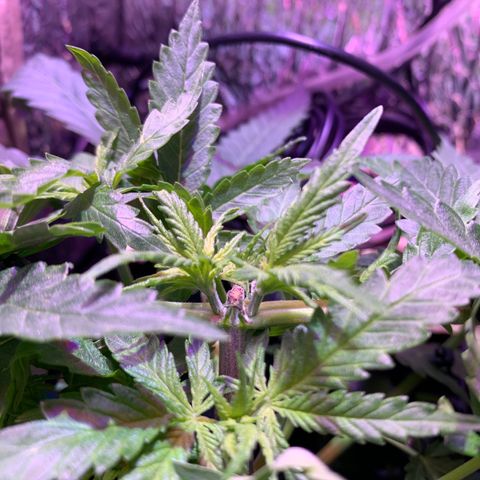 Bubblelicious growlog photo: 1 day after LST. Looking like 9 growth tips after topping. Trying to decide where to prune.