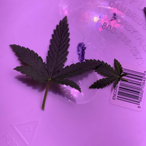 Bubblelicious growlog photo: Trimmed two lower fan leaves. Going to take it slow from here so I don’t stress the plant out.