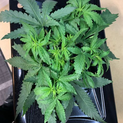 Bubblelicious growlog photo: LST to get growth tips up