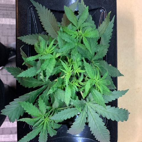 Bubblelicious growlog photo: LST to get growth tips up