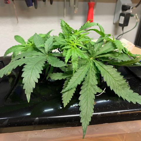 Bubblelicious growlog photo: LST to get growth tips up