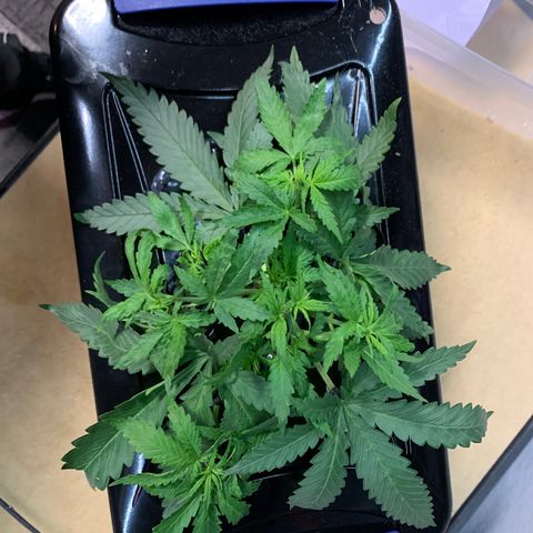 Bubblelicious growlog photo: LST to get growth tips up