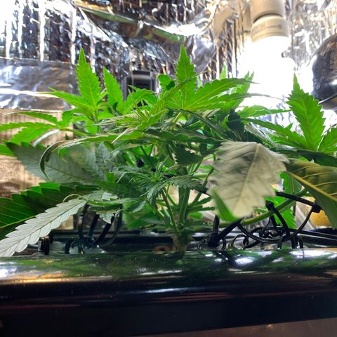 Bubblelicious growlog photo: Serious growth! Growth tips after topping are huge!