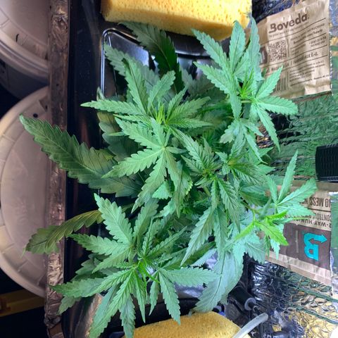 Bubblelicious growlog photo: Serious growth! Growth tips after topping are huge!