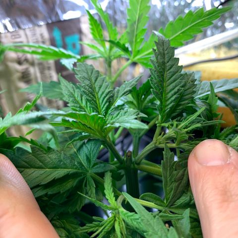 Bubblelicious growlog photo: Serious growth! Growth tips after topping are huge!
