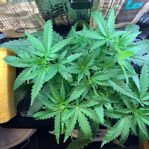 Bubblelicious growlog photo: Serious growth! Growth tips after topping are huge!