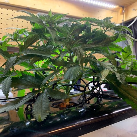 Bubblelicious growlog photo: Taking out for some pruning and checking. Also going to do some more training. Looks good, about to start SCROG.