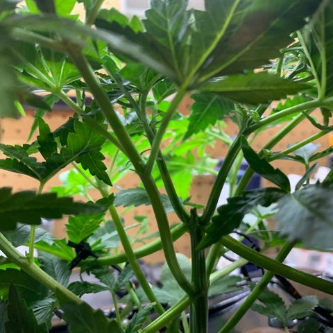 Bubblelicious growlog photo: Taking out for some pruning and checking. Also going to do some more training. Looks good, about to start SCROG.