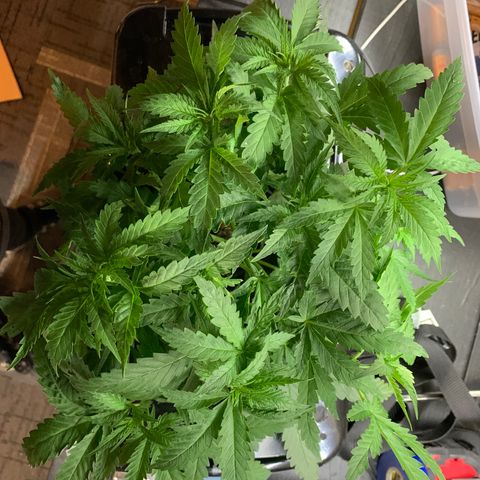 Bubblelicious growlog photo: Taking out for some pruning and checking. Also going to do some more training. Looks good, about to start SCROG.