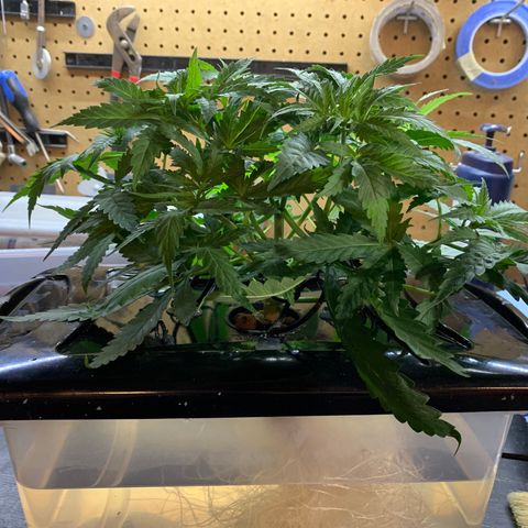 Bubblelicious growlog photo: Taking out for some pruning and checking. Also going to do some more training. Looks good, about to start SCROG.
