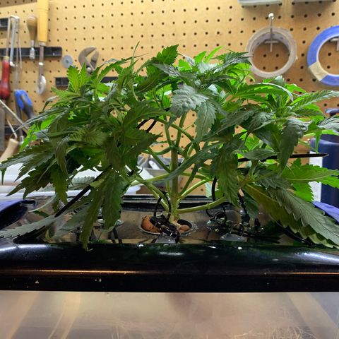 Bubblelicious growlog photo: Cut off another lower bid sight that was small. Also 8 leaves off. Pretty heavy pruning for me but she’s getting so big. Roots looks great and the stalk is crazy stout. She’s really bushy which is great but I just didn’t see how it would be possible to leave all those leaves in there.