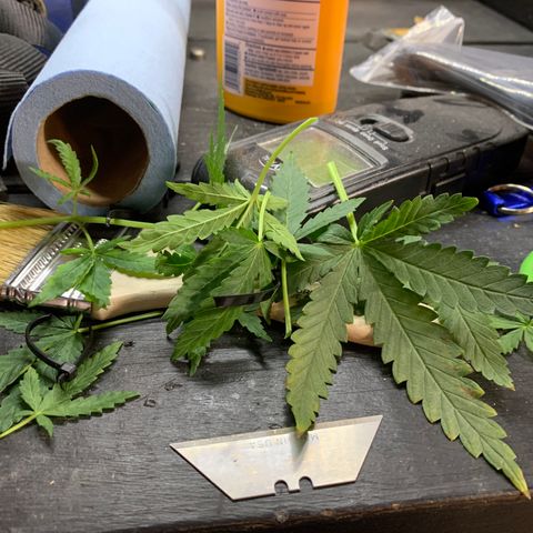 Bubblelicious growlog photo: Cut off another lower bid sight that was small. Also 8 leaves off. Pretty heavy pruning for me but she’s getting so big. Roots looks great and the stalk is crazy stout. She’s really bushy which is great but I just didn’t see how it would be possible to leave all those leaves in there.