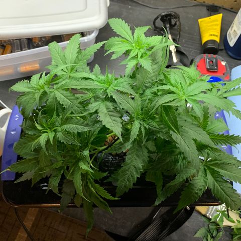 Bubblelicious growlog photo: Cut off another lower bid sight that was small. Also 8 leaves off. Pretty heavy pruning for me but she’s getting so big. Roots looks great and the stalk is crazy stout. She’s really bushy which is great but I just didn’t see how it would be possible to leave all those leaves in there.