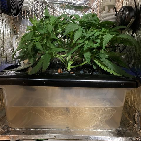 Bubblelicious growlog timeline photo