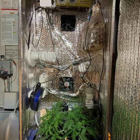 Bubblelicious growlog timeline photo