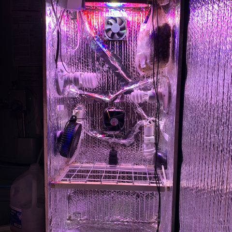 Bubblelicious growlog photo: Removeable SCROG set up.