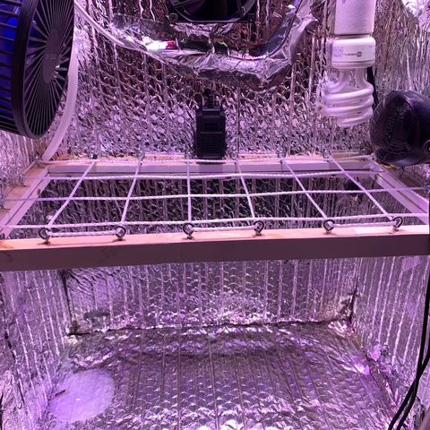Bubblelicious growlog photo: Removeable SCROG set up.