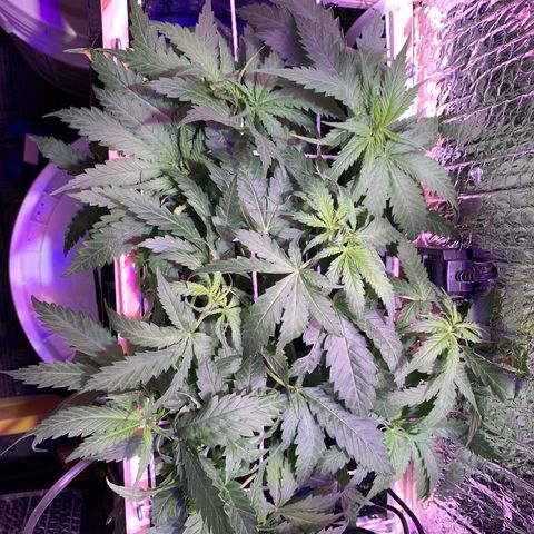 Bubblelicious growlog photo: SCROG set up complete!