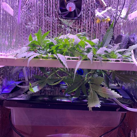 Bubblelicious growlog photo: SCROG set up complete!