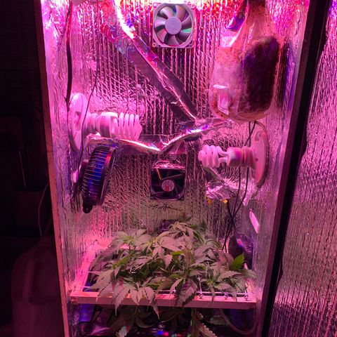 Bubblelicious growlog timeline photo
