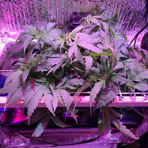 Bubblelicious growlog timeline photo