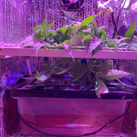 Bubblelicious growlog timeline photo