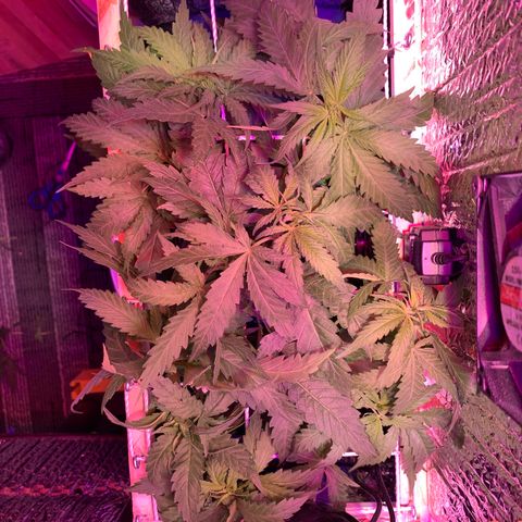 Bubblelicious growlog timeline photo