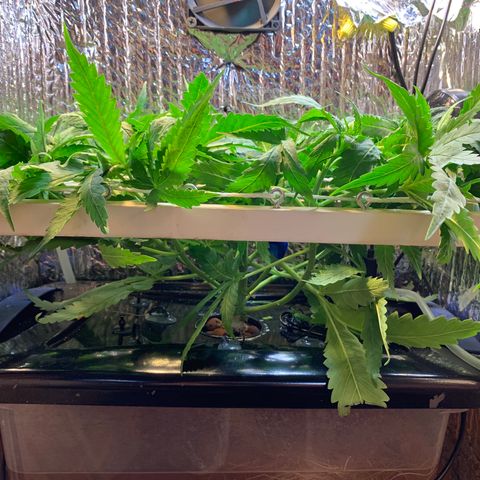 Bubblelicious growlog photo: Trained in screen again. It’s growing to fast to keep up with in this small box. I think I have to go into flowering now. I managed to get all bud sites level which was difficult. Going to switch to 12/12 today I think. I cut off some bud sites trying to grow lower too. Seems super healthy and going strong!