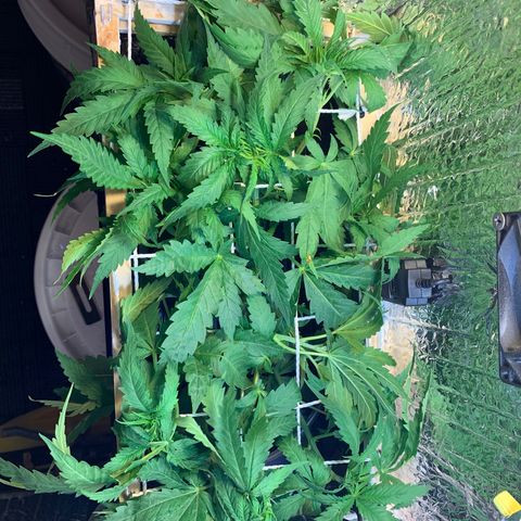 Bubblelicious growlog photo: Trained in screen again. It’s growing to fast to keep up with in this small box. I think I have to go into flowering now. I managed to get all bud sites level which was difficult. Going to switch to 12/12 today I think. I cut off some bud sites trying to grow lower too. Seems super healthy and going strong!