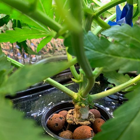 Bubblelicious growlog photo: Trained in screen again. It’s growing to fast to keep up with in this small box. I think I have to go into flowering now. I managed to get all bud sites level which was difficult. Going to switch to 12/12 today I think. I cut off some bud sites trying to grow lower too. Seems super healthy and going strong!