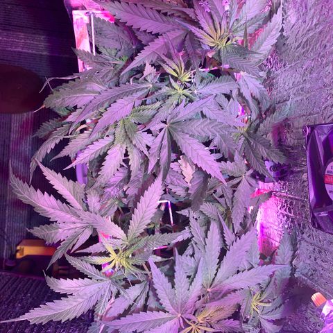 Bubblelicious growlog timeline photo