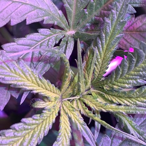 Bubblelicious growlog timeline photo