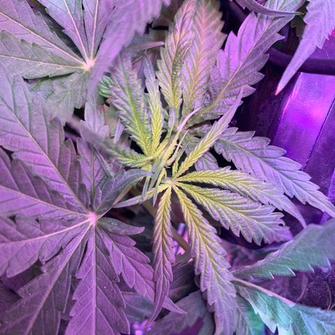 Bubblelicious growlog timeline photo