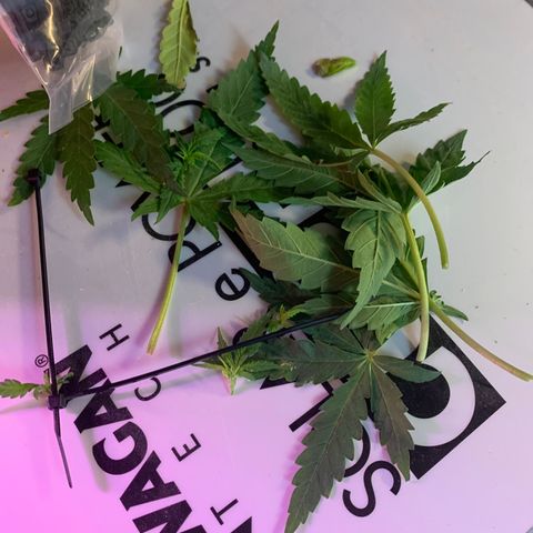 Bubblelicious growlog photo: Trimmed, she’s getting too big for the grow box.